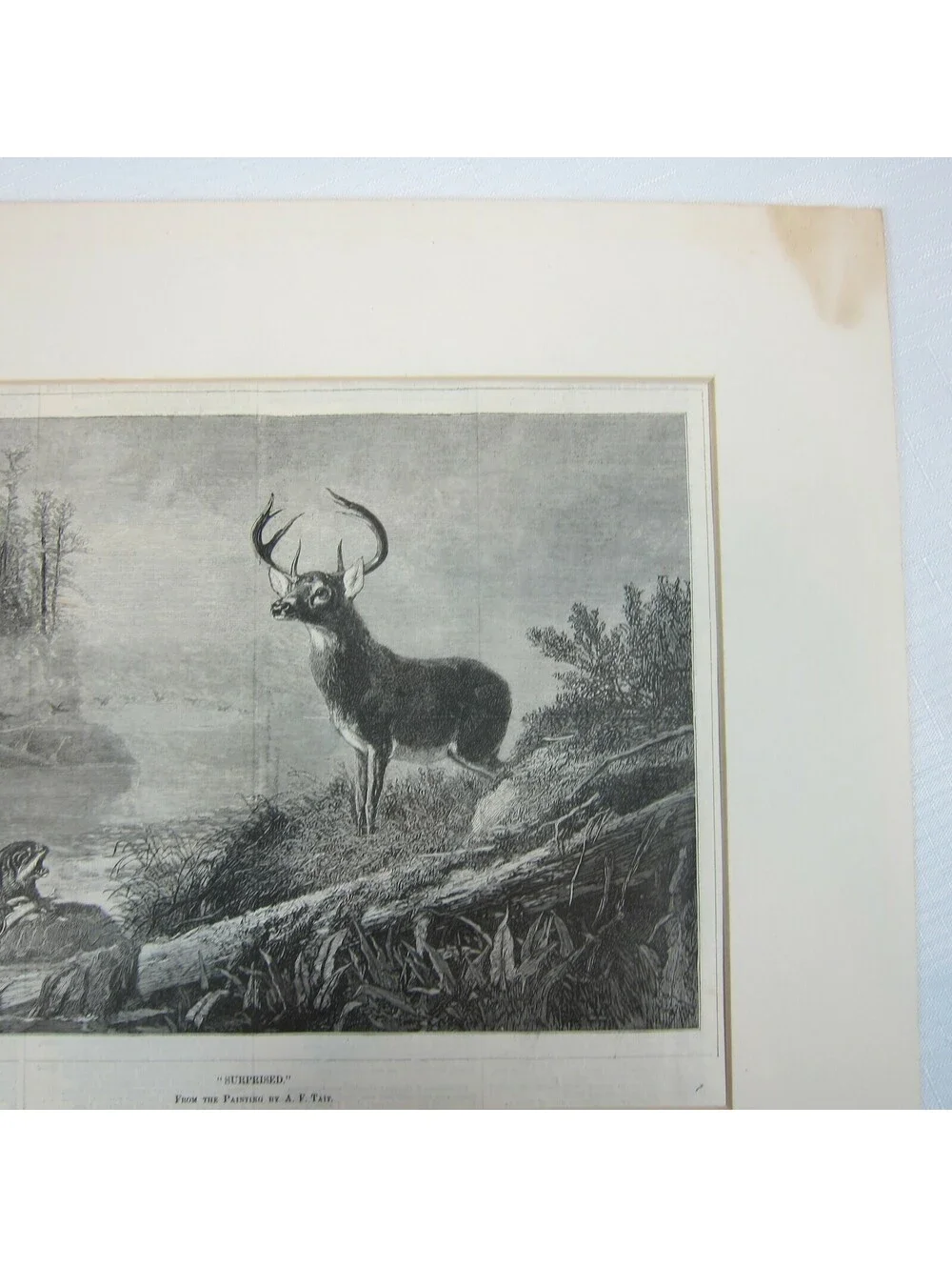 Antique 1800s Lake Deer Stag & Otter Print 